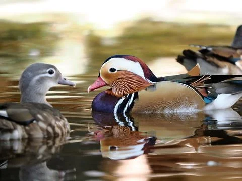Mandarin duck floating on the water Stock Photos