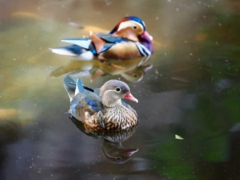 Mandarin duck floating on the water Stock Photos