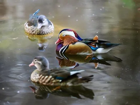 Mandarin duck floating on the water Stock Photos