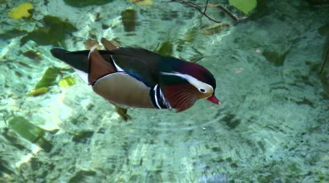 Mandarin duck Stock Footage 280509