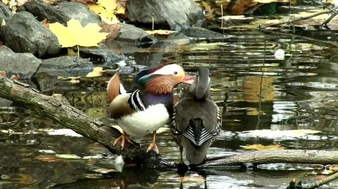 Mandarin Duck Stock Footage 633064