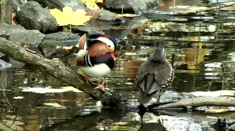 Mandarin Duck Stock Footage 633080