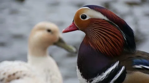 Mandarin Duck 스톡 동영상 21862378