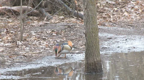 Mandarin duck Stock Footage 22481192