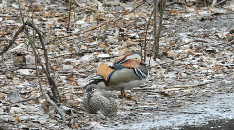 Mandarin Duck Stock Footage 32270475