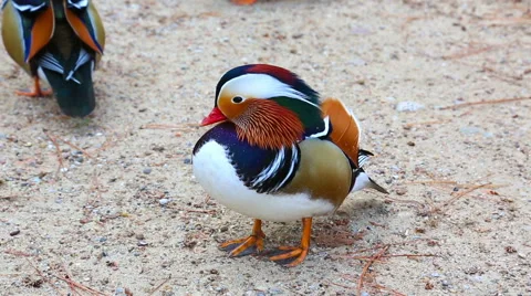 Mandarin duck Stock Footage 53895472