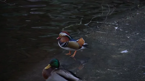 Mandarin Duck Stock Footage 88786603