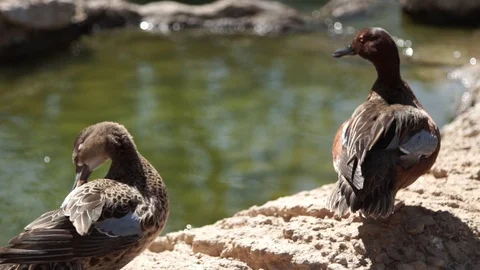 Mandarin Duck  Stock Footage 89309141