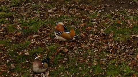 Mandarin duck Video stock 123606198