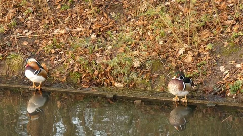 Mandarin duck Video stock 123607336