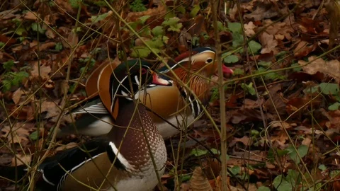 Mandarin duck Video stock 123714794