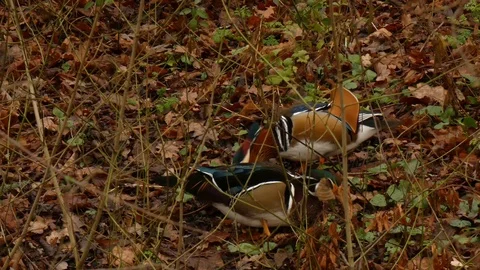 Mandarin duck Video stock 123719821