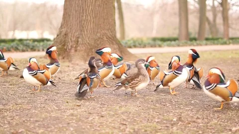 Mandarin duck Stock Footage 126108994