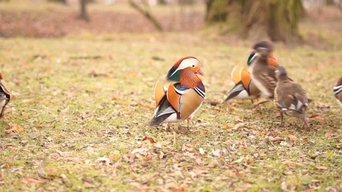 Mandarin duck Stock Footage 126109007