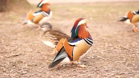 Mandarin duck Stock Footage 126109082