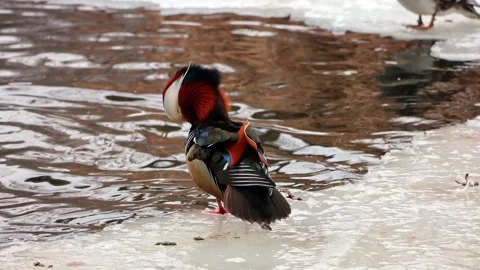 Mandarin duck Video stock 262739507
