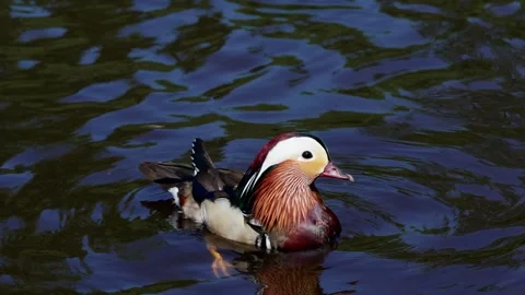 Mandarin Duck Video stock 317344754