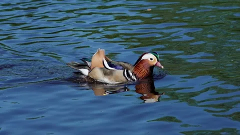 Mandarin Duck Stock Footage 317344768