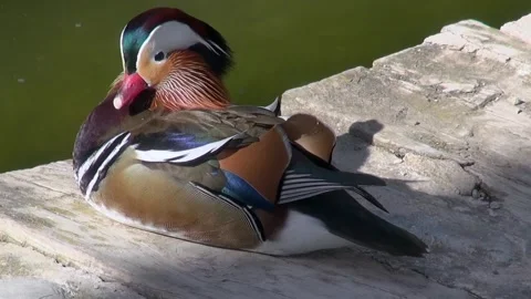 Mandarin duck 動画素材 328609774