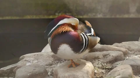 Mandarin duck Stock Footage 345572477