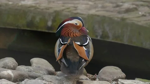 Mandarin duck Stock Footage 345572722