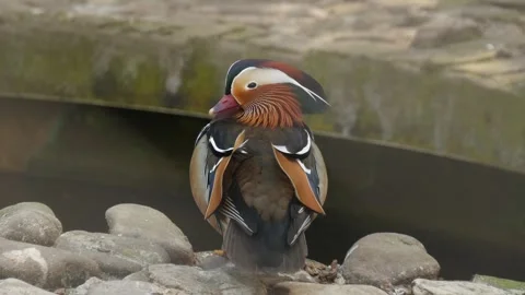 Mandarin duck Stock Footage 345573336