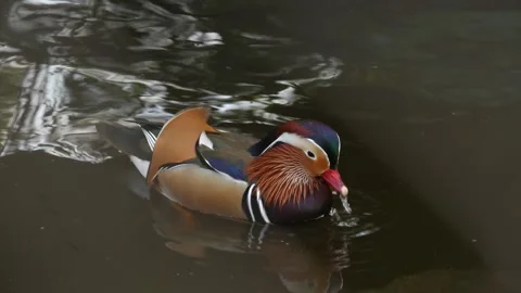 Mandarin duck Stock Footage 345574414