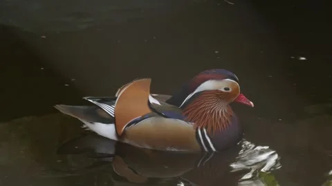Mandarin duck Stock Footage 345574714