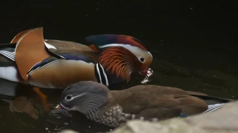 Mandarin duck Stock Footage 345575889