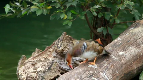 Mandarin Duck Foraging Stock Footage 722958