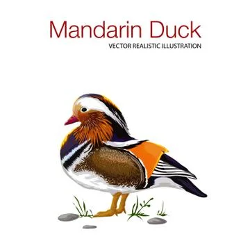 Mandarin duck on grass Stock Illustration
