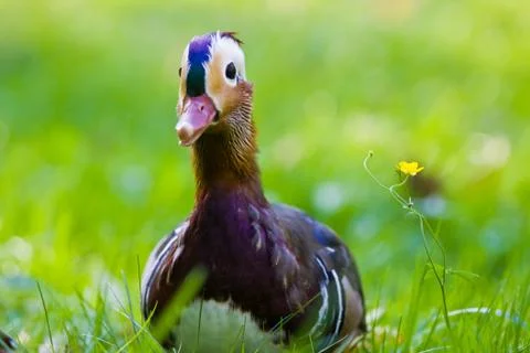 Mandarin duck in the grass Stock Photos