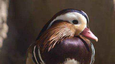 Mandarin duck head, close-up view Stock Footage 100141603