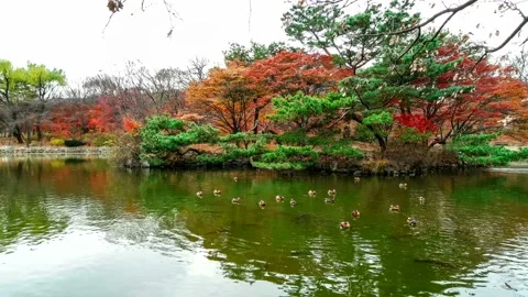Mandarin duck of the lake fall. Stock Footage 145347975