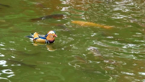 Mandarin duck of the lake fall. 库存影片 145347981