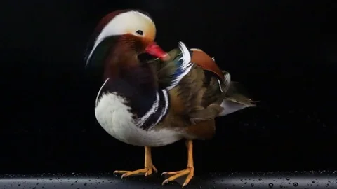 Mandarin duck male on a black screen Stock Footage