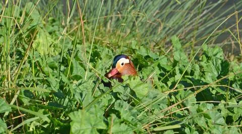 Mandarin duck in the marsh Stock Photos