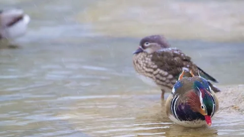 Mandarin Duck Pair Aix galericulata on a snowy riverbank in winter. Stock-Footage 311408814