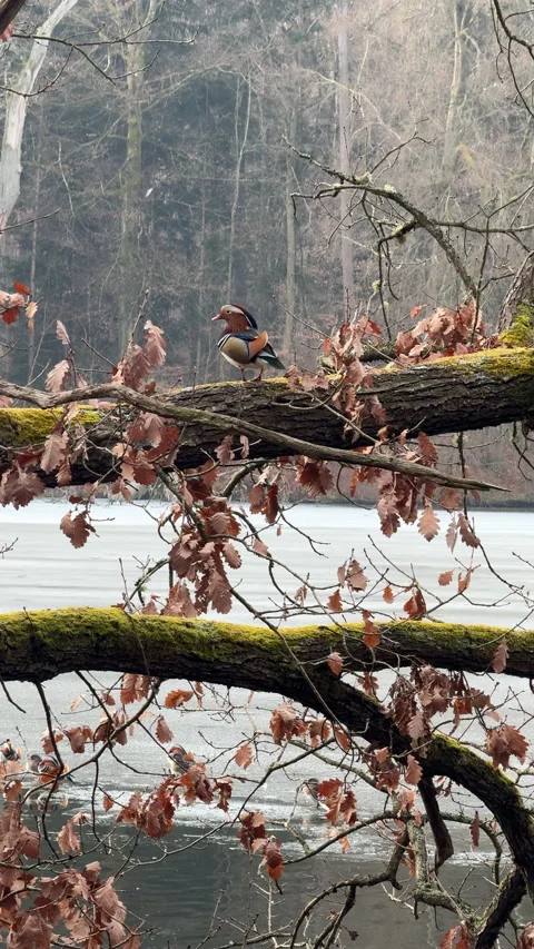 Mandarin Duck Perched on Branch Above Lake at Bärensee Stuttgart in Quiet Stock Footage 333616212