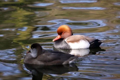Mandarin duck Stock Photos