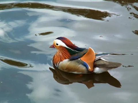 Mandarin duck Stock Photos