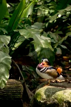 Mandarin duck Stock Photos