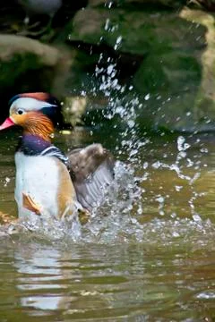 Mandarin duck Stock Photos