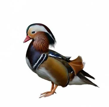 Mandarin duck Stock Photos