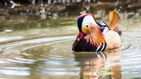 Mandarin duck Foto stock