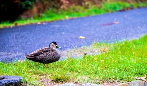 Mandarin duck Foto stock