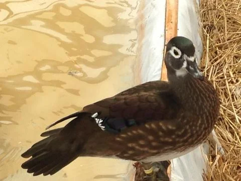 Mandarin duck Stock Photos