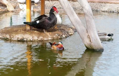 Mandarin duck Stock Photos