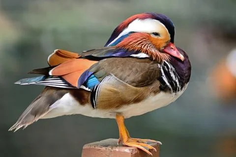 Mandarin duck Stock-Fotos