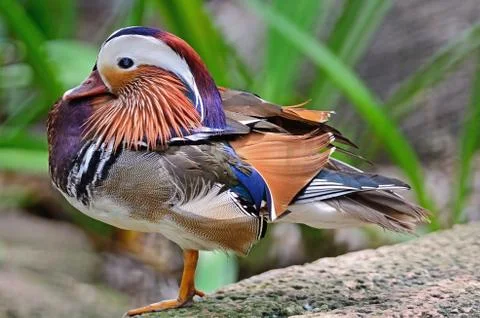 Mandarin duck Stock Photos